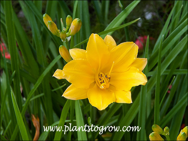 A heirloom Daylily has been around since 1948.